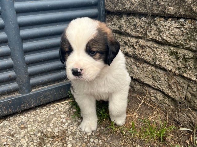 Puppy: Blixten