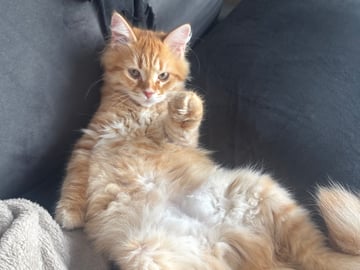 Sibirisk katt · Årsunda · William A.