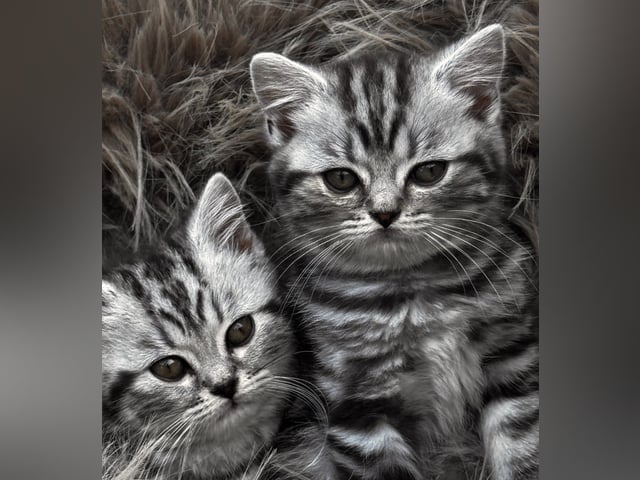 Killing: Nikolas
