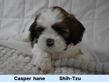 The merry shih-tzu family