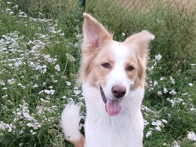 Aussie mix · Hållsta · Therese E.