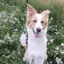 Aussie mix