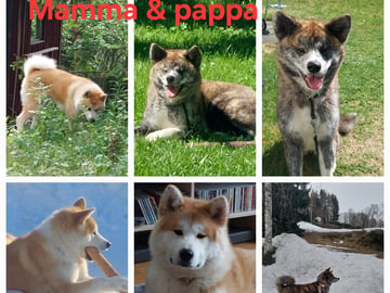 Akita inu · Dorotea · Krayon's kennel
