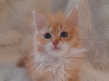 SnowKitten