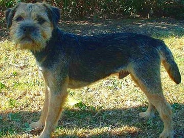 Borderterrier