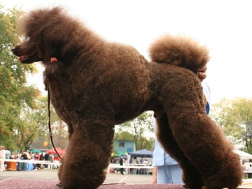 Medium Poodle