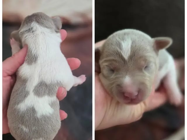 Terrier brasileiro