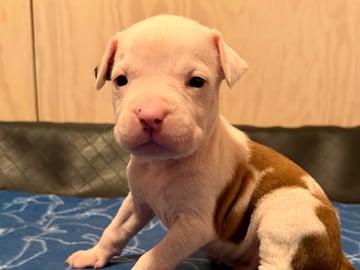 Patrick Nielsen Amstaff