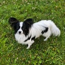 Papillon
