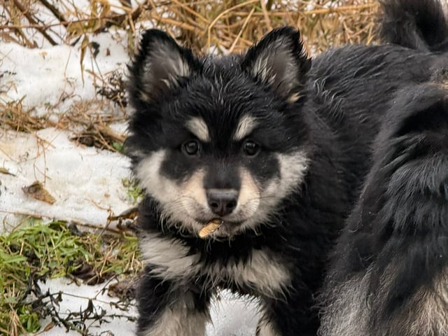 Finsk lapphund