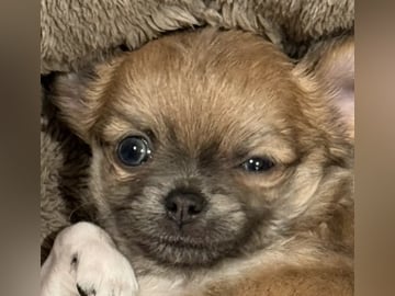 Chihuahua · Gravdal · Anette Fredriksen