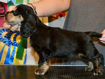Coxica’s kennel