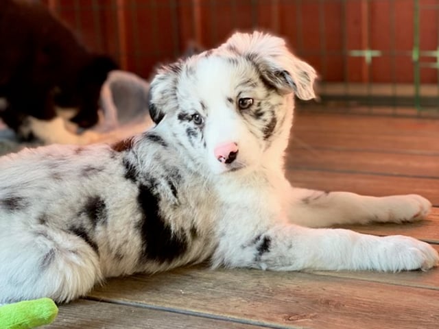 Miniature American Shepherd · Skepplanda · Sagolika Mas
