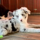 Miniature american shepherd