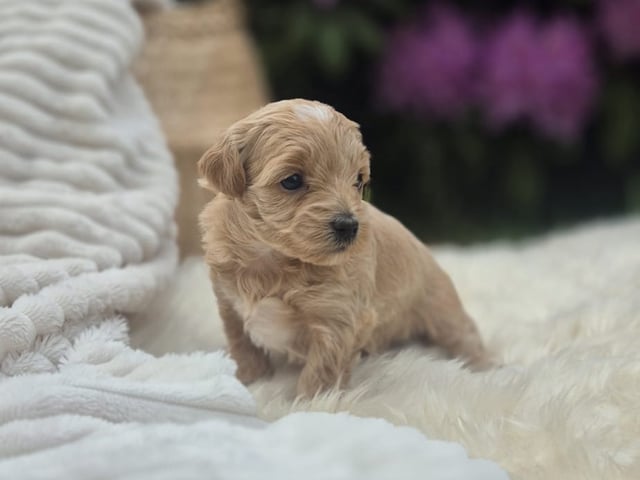 Maltipoo