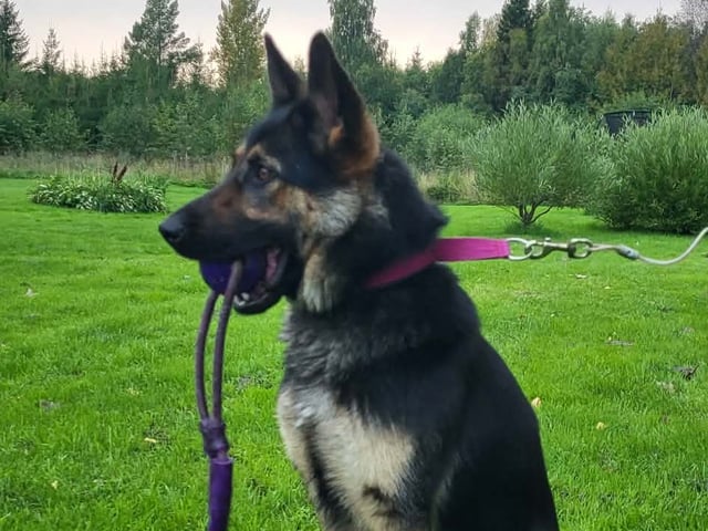Schæferhund