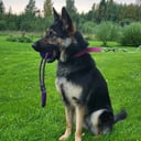 German Shepherd Dog