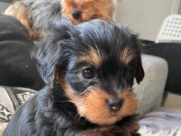 Yorkiepoo valpar toypudel yorkshireterrier · Näsviken · Lustbacka