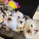 Ragdoll