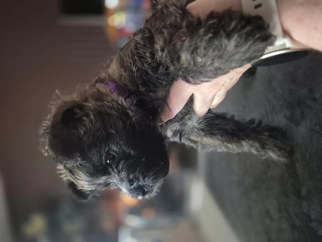 Cairn terrier