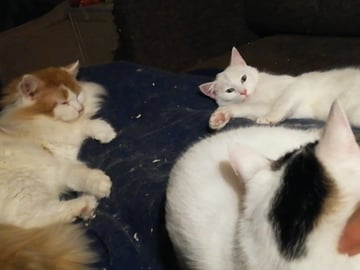 Maine Coon · Jordbro · Ditta R.