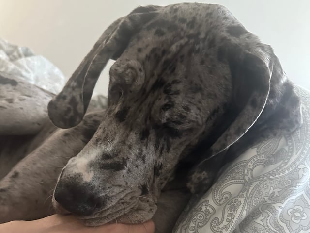 Great Dane (Grand danois)