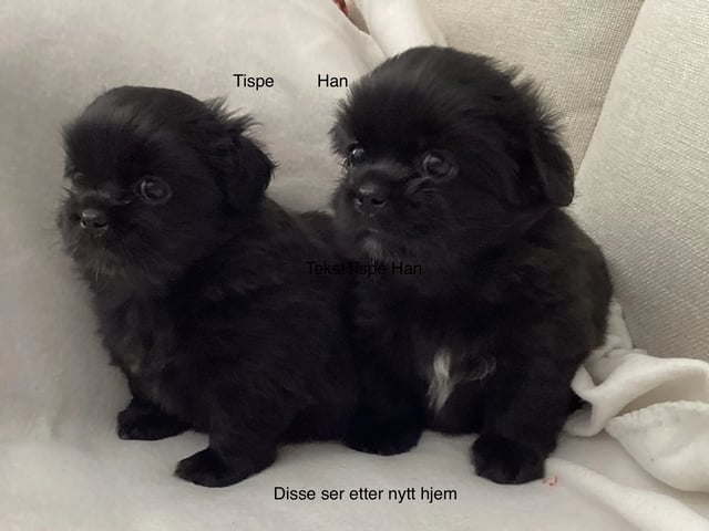 Tibetansk spaniel
