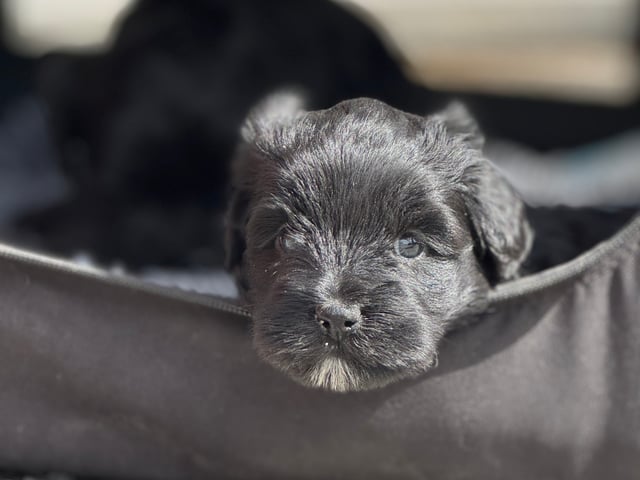Tibetansk terrier