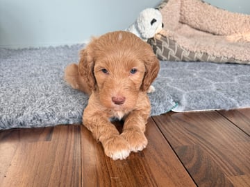 101 Labradoodles