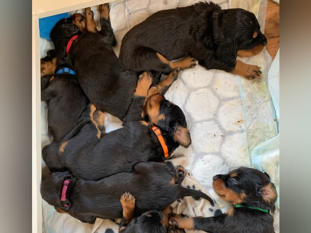 Gordon setter