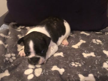 Fransk bulldog · Sollentuna · Maclaren