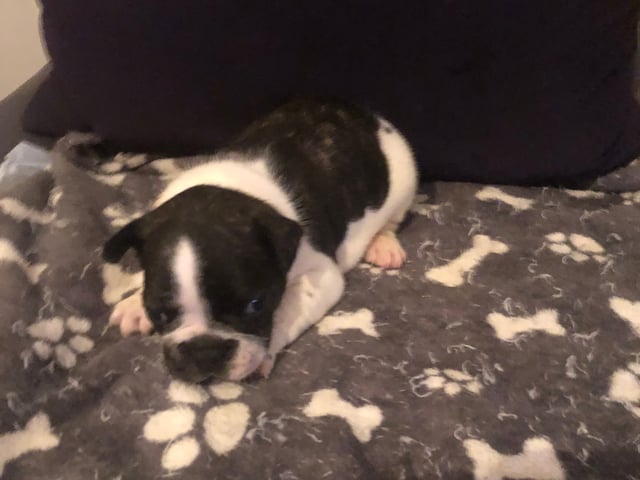 Fransk bulldog · Sollentuna · Maclaren