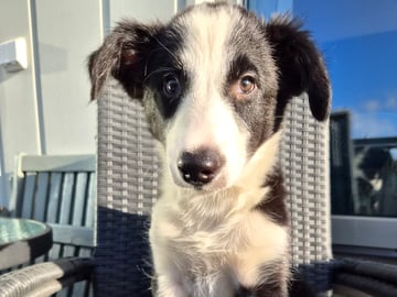 Border collie · Limhamn · Ruckeltofta Gård