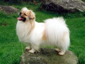 Tibetansk spaniel