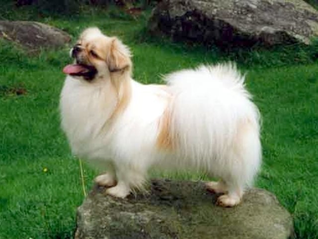 Tibetansk spaniel