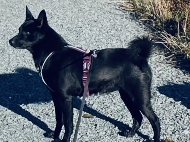 Norsk buhund