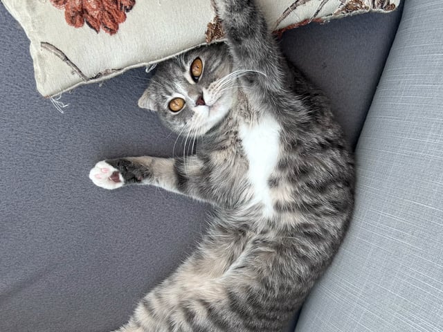 Scottish Fold