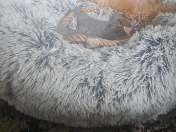 Blandras Dvärg pudel/ Bichon Havanais · Höör · Carola J.