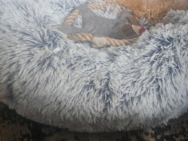 Blandras Dvärg pudel/ Bichon Havanais · Höör · Carola J.
