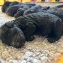 Standard Poodle