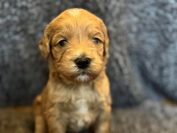Labradoodle · Vänge · Vanessa W.