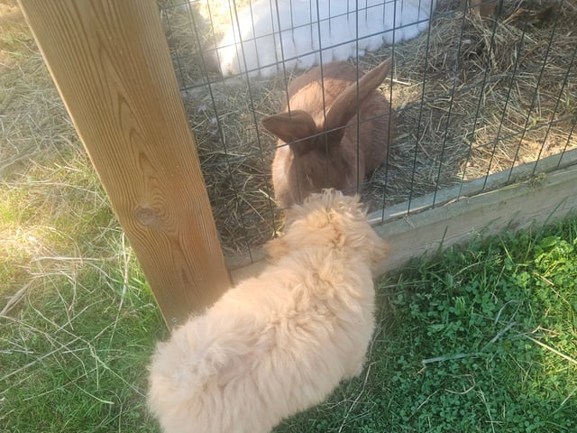 Blandras Dvärg pudel/ Bichon Havanais · Höör · Carola J.