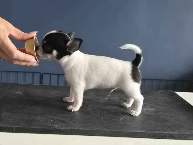 Chihuahua