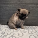 German Spitz – Mittelspitz