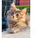 Norsk skogkatt