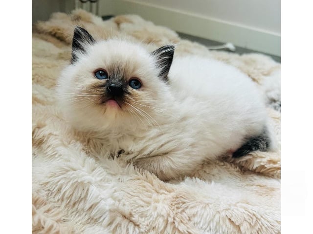 Ragdoll