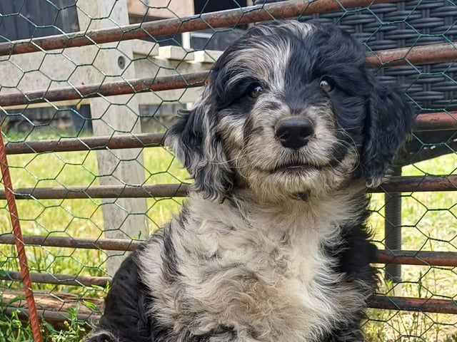Aussiedoodle