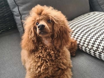 Miniature Poodle · Malm · Malgorzata Sabina Baranek