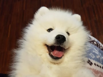 Japansk spids · Bryne · Nordic Happytails