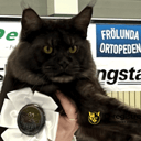Far: IC, JCH SE*Catillacs Godfather